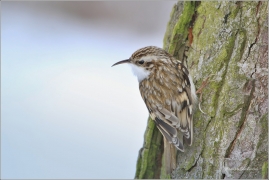 <p>ŠOUPÁLEK DLOUHOPRSTÝ (Certhia familiaris) Rychnov u Jbc.n.N. /Eurasian treecreeper - Waldbaumläufer/</p>
